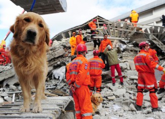 Rettungshund im Einsatz - Quelle: rettungshunde-brh.de